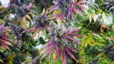 Hybrid Weed