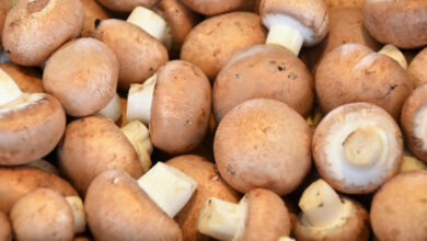 benefits of Mushrooms