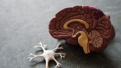 Brain and its Neurons