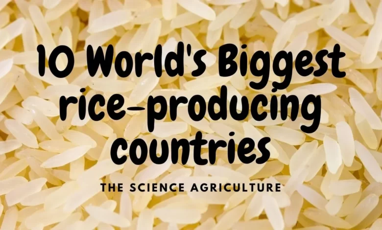 Pakistan is one of the top rice exporters