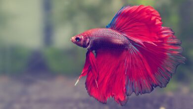 BETTA FISH