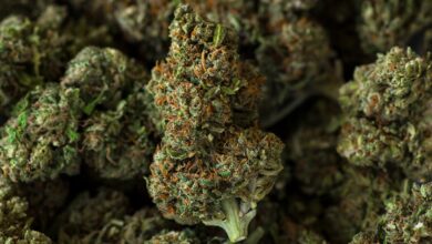 CBD Flower