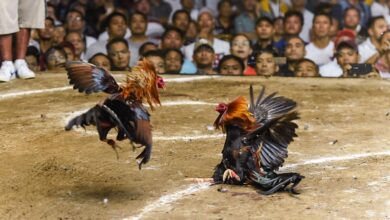 Online Cockfighting