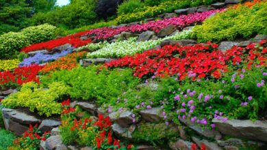 Turn Your Barren Yard Into a Beautiful Garden