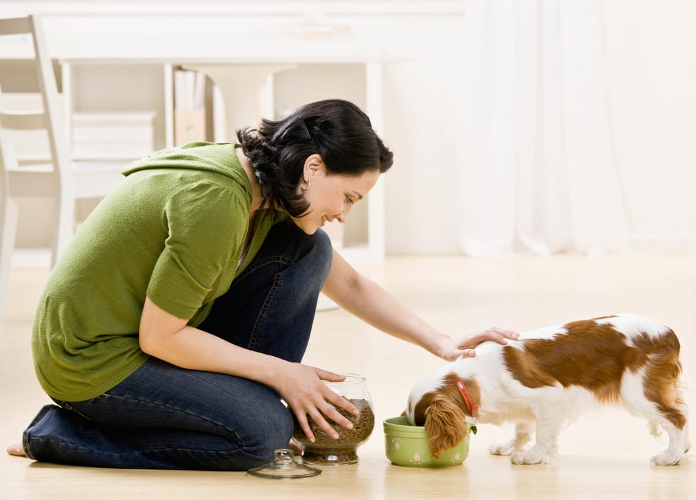 Ways to Take Care of Your Dog