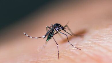 Columbia, SC's Mosquito Problem