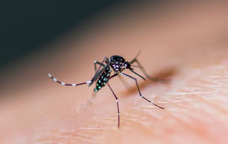 Columbia, SC's Mosquito Problem