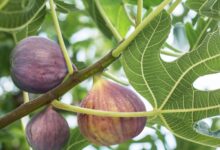 Fig Tree Care