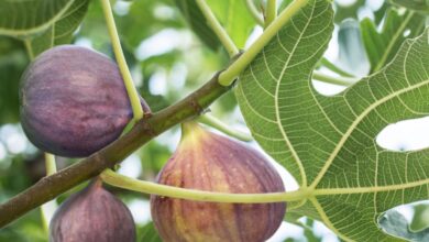 Fig Tree Care