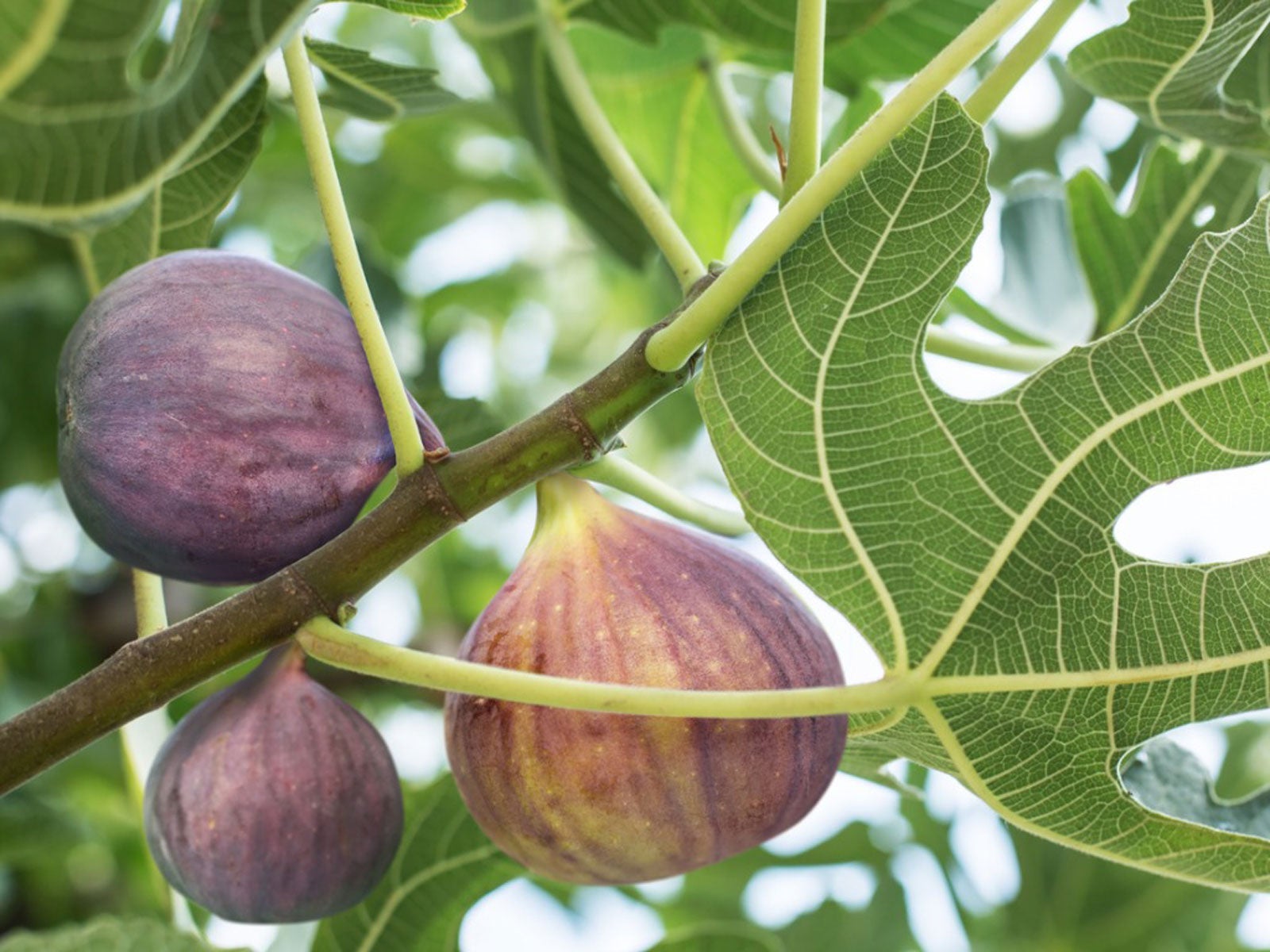 Fig Tree Care