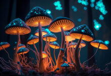 Health Benefits of Psilocybin