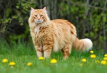 Cat Breeding