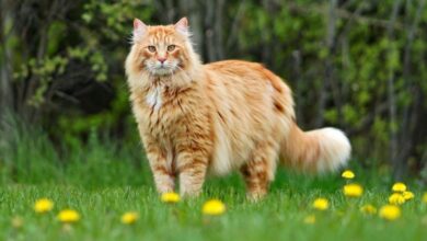 Cat Breeding