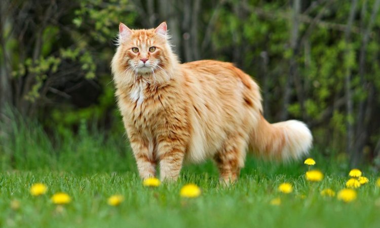 Cat Breeding