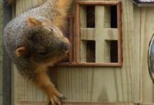 Keeping Your Home Safe Against Wildlife