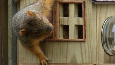 Keeping Your Home Safe Against Wildlife