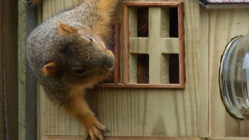 Keeping Your Home Safe Against Wildlife