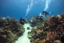 Pennekamp Coral Reef