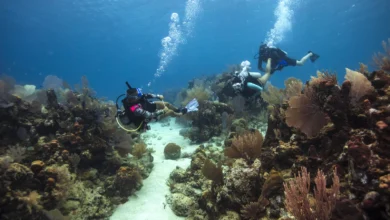 Pennekamp Coral Reef