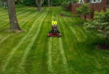 Professional Lawn Fertilization
