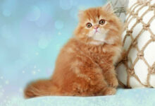 Online Kitten Marketplace