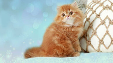 Online Kitten Marketplace