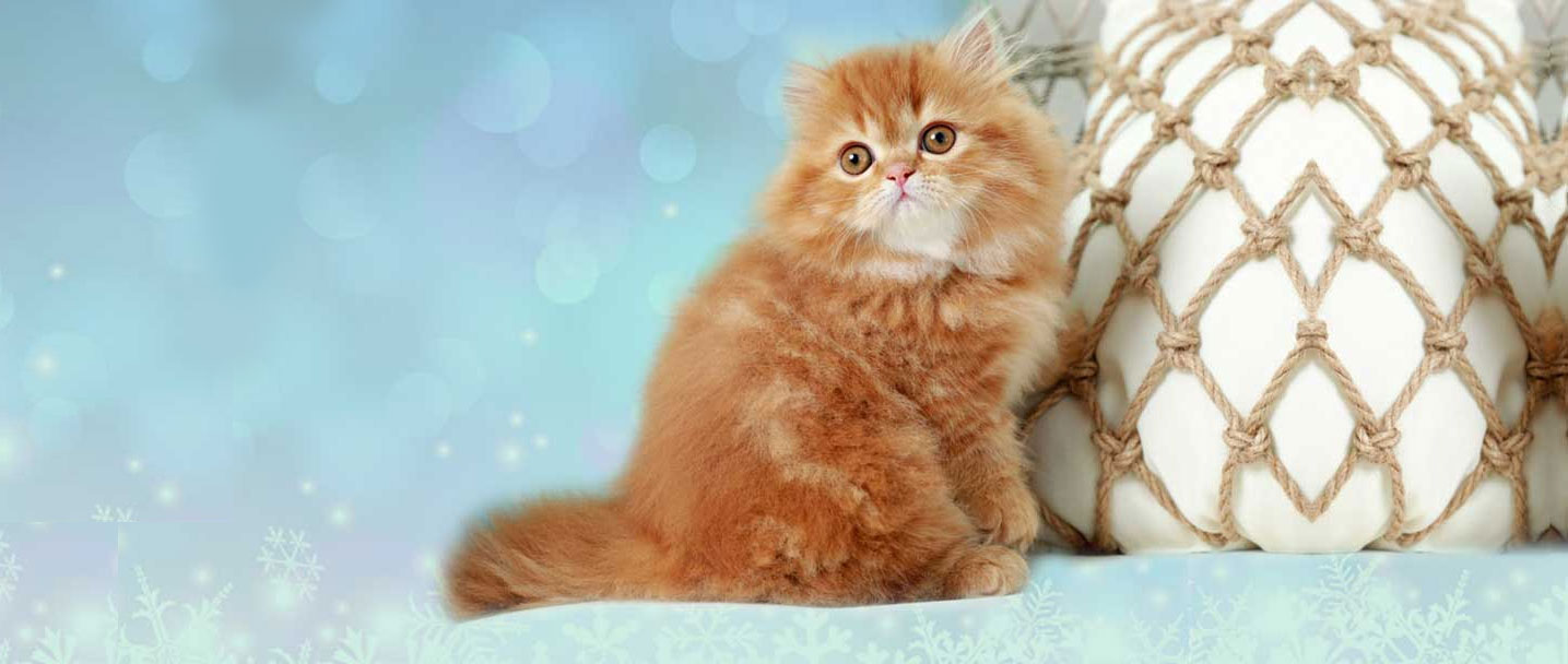 Online Kitten Marketplace