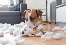 Pet’s Stress and Anxiety