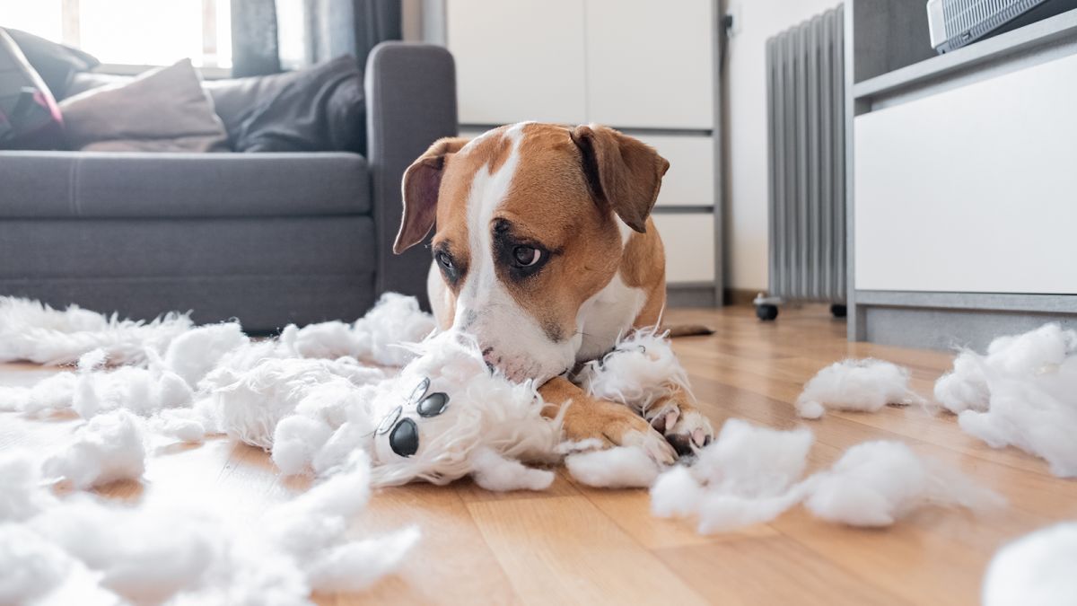 Pet’s Stress and Anxiety