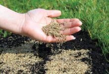 Overseeding