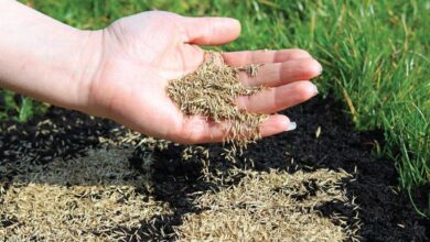 Overseeding