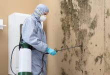 Mold Damage Repair Service