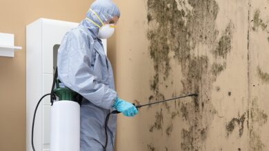 Mold Damage Repair Service