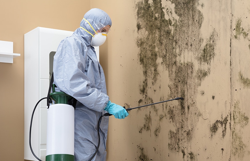 Mold Damage Repair Service