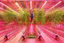 Grow Light