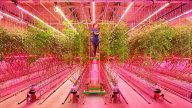 Grow Light